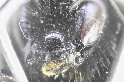 Bombus sp.